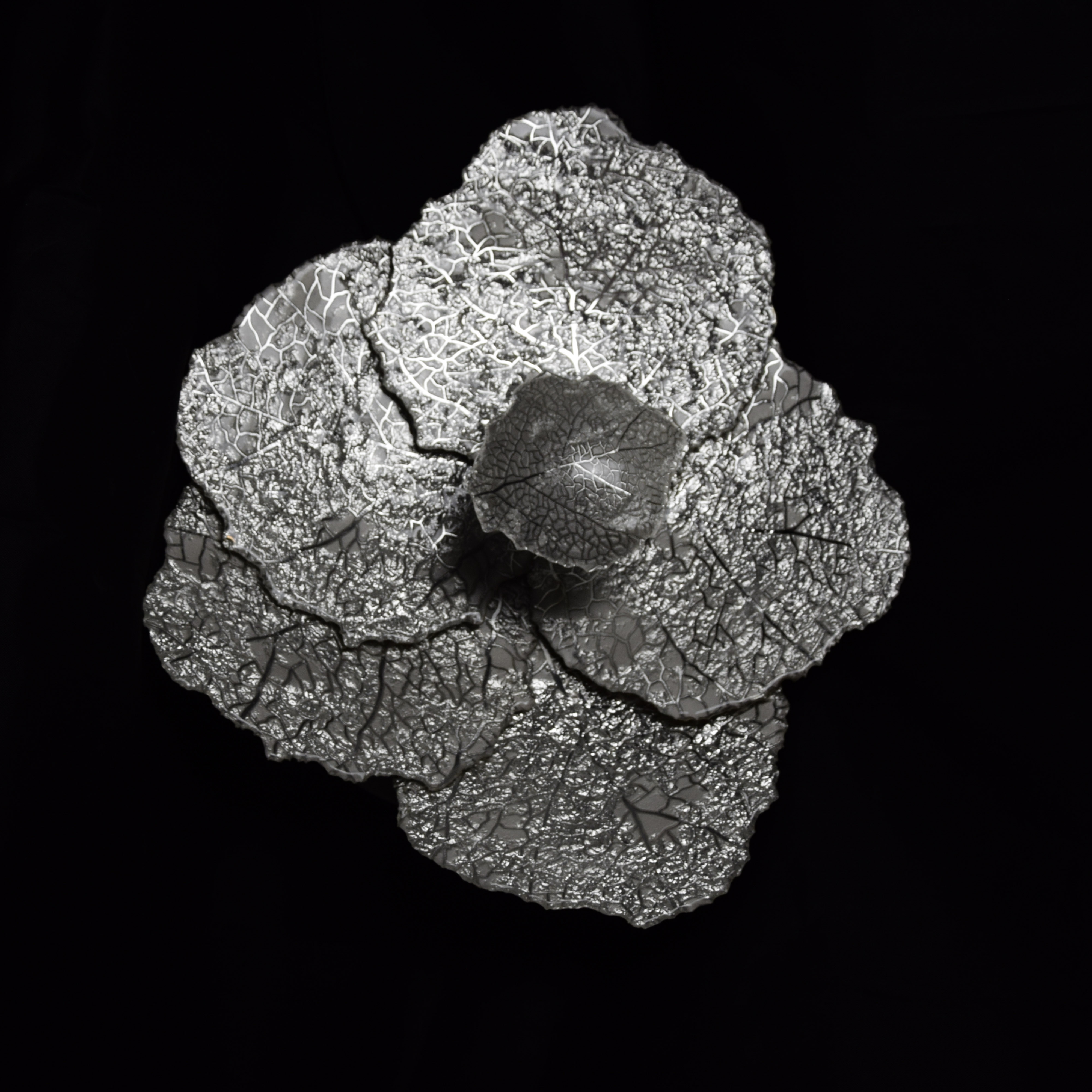 Cabbage - Image 2