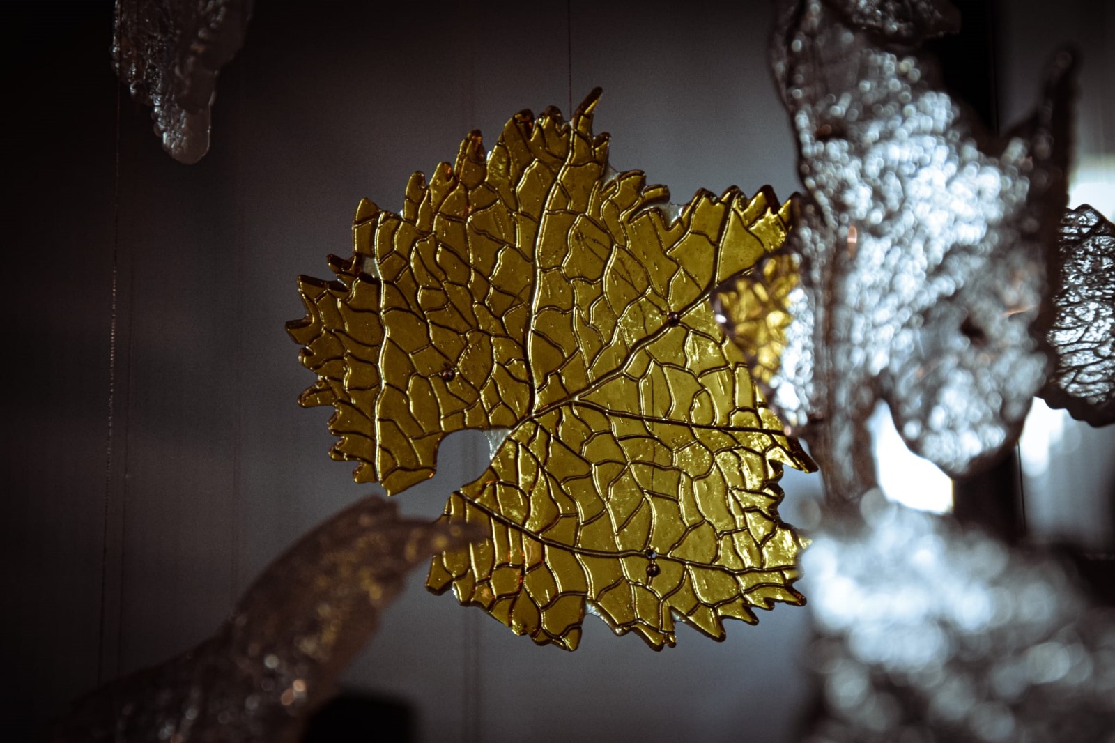 Vitis Vivendo - Image 3